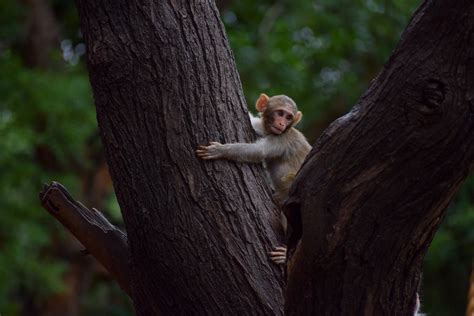 Baby Monkey on a Tree · Free Stock Photo