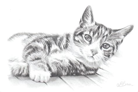 Tabby Cat Cat Art Print Pencil Drawing of a Cat. Gift for | Etsy