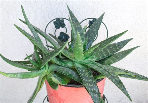 Aloe Vera Plant Care: Learn to Grow This Healing Succulent - Natalie Linda