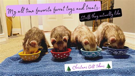 My all time favorite ferret toys and treats: Stuff they actually like / Christmas gift ideas ...