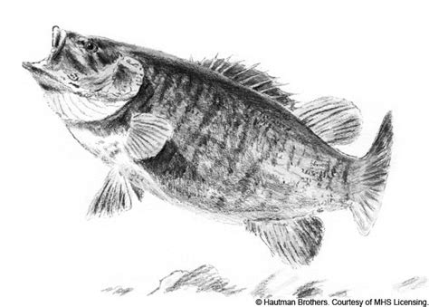 Smallmouth Bass Drawing at PaintingValley.com | Explore collection of ...