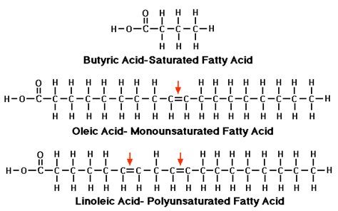 Structural differences between saturated, monounsaturated and... | Download Scientific Diagram