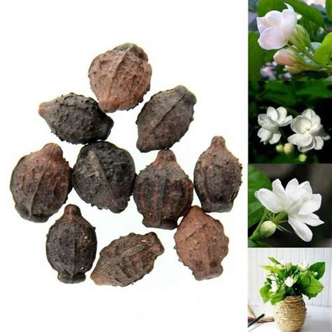 Natural Jasmine Flower Seeds, For Plantation at best price in Goalpara ...