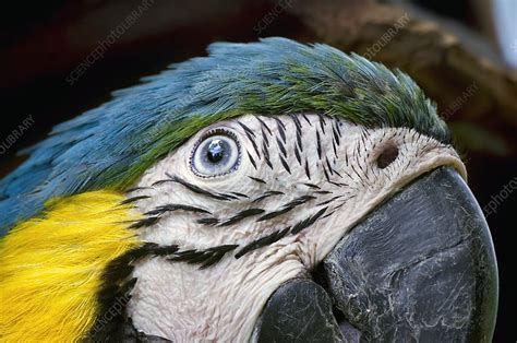 Macaw - Stock Image - F007/0055 - Science Photo Library