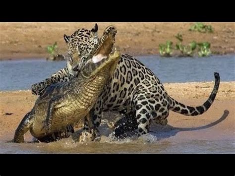 jaguar vs crocodile fight to death - YouTube