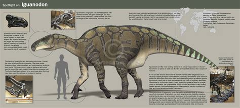 Iguanodon by PaleoGuy on DeviantArt