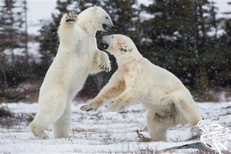 Why Do These Mighty Polar Bears Look Like They Are Dancing the Waltz Rather Than Fighting to the ...