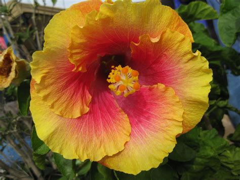 hibiscus. beautiful colors | Flowers nature, Flower garden, Hibiscus
