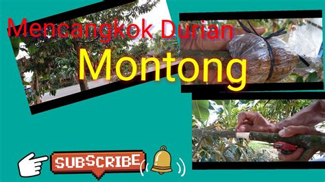 Mencangkok durian Montong - YouTube