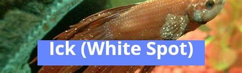 Ick (White Spot) - Fish diseases | White spot, Spots, Betta