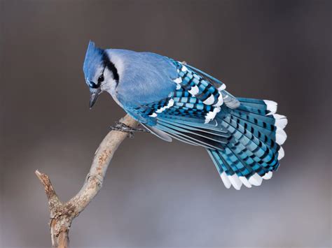 Blue Jay Symbolism: Unpacking the Legends and Lore of This… | Birdfact