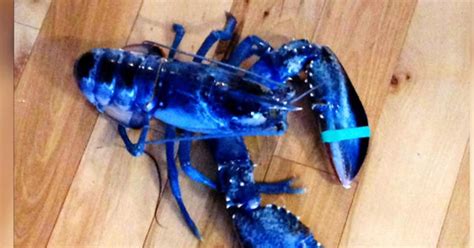 Rare blue lobster caught off Maine coast - CBS News