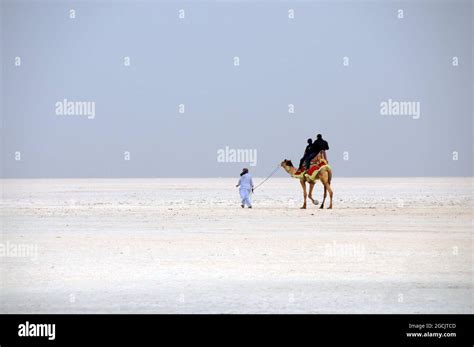 Closeup shot of tourists on a camel with a guide in desert of white salt in Dhordo village ...