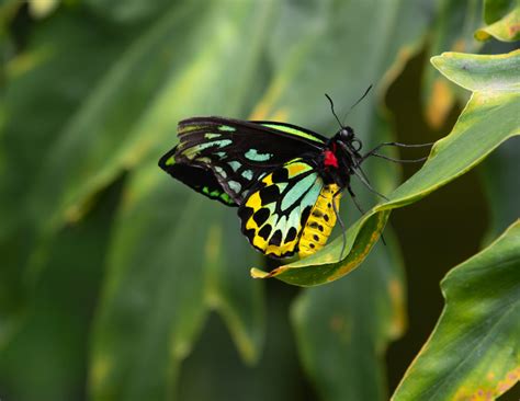 What is the biggest butterfly in the world?