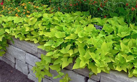 Decorative Sweet Potato Vines Edible | Shelly Lighting