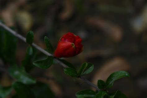 Flowering Plants in Outdoor Garden in Karachi Pakistan 2022 18925788 ...