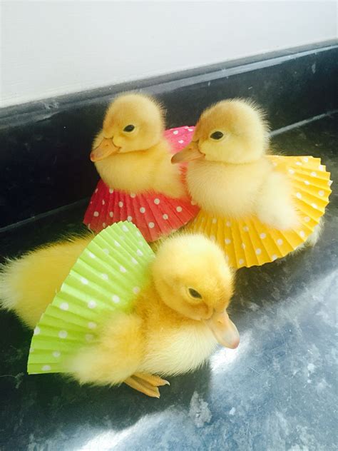 Baby ducks. Welsh Harlequin Ducklings. 🐤💗 | Cute ducklings, Cute little ...