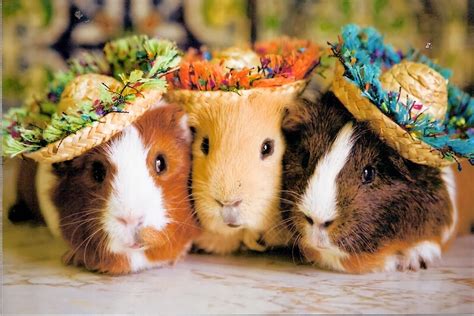 Low Maintenance Pets: Guinea Pigs | Animals Library