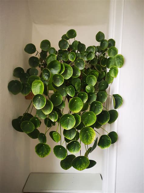 Pilea peperomioides 7years old pruned twice. I have never seen one this size. Anyone else? # ...