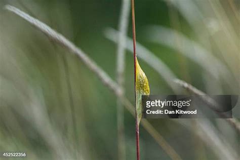 1,313 Moth Cocoon Stock Photos, High-Res Pictures, and Images - Getty ...