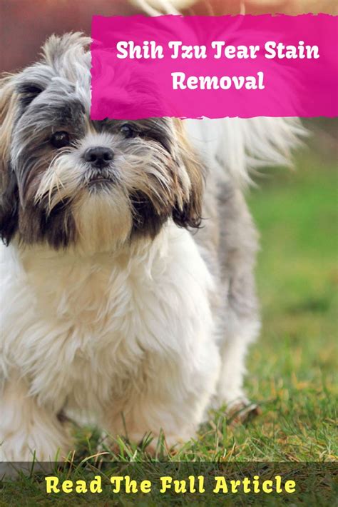 Male Shih Tzu Puppy Names - Shih Tzu Dog