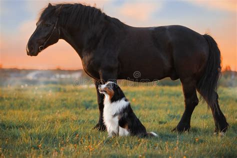 A Dog and a Horse. Friendship of a Dog and a Horse in Nature Stock Image - Image of looking ...