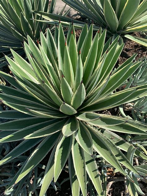 Agave Angustifolia Variegata Rare Succulent - Etsy