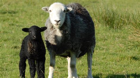 Learn All About Herdwick Sheep - The Herdy Company