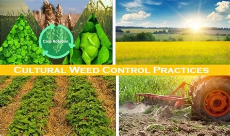 8 Best Mechanical weed control methods with Merits Demerits - Basic Agricultural Study