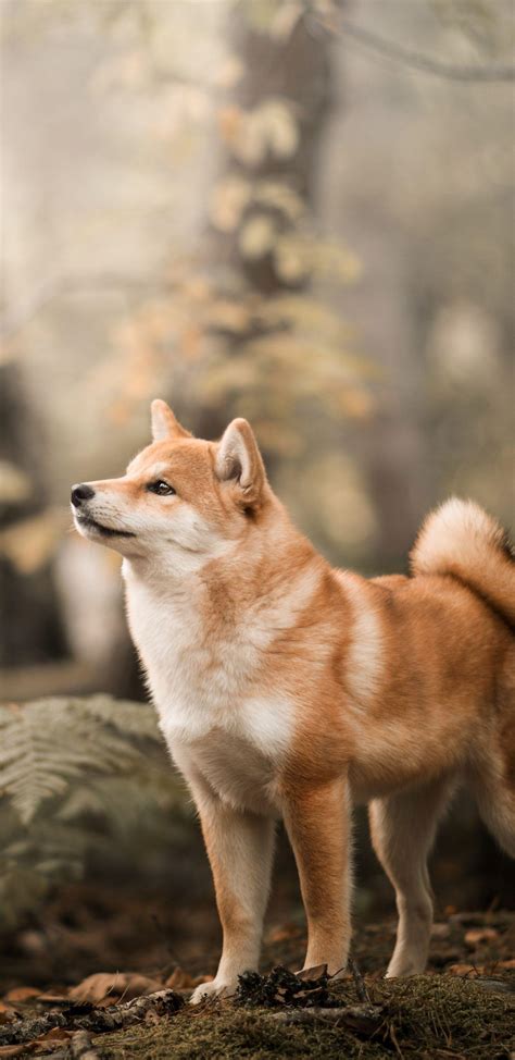 Shiba Inu Wallpapers - Top Free Shiba Inu Backgrounds - WallpaperAccess