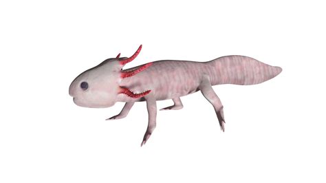 Axolotl 3d model Rigged and Low Poly - Team 3d Yard