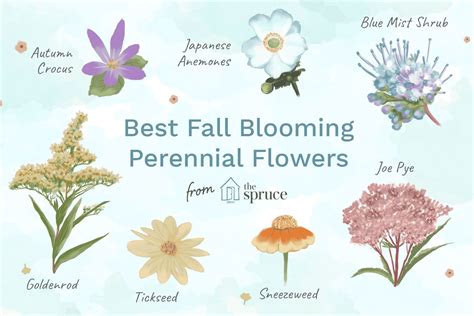 14 Best Fall-Blooming Flowers for Your Perennial Garden