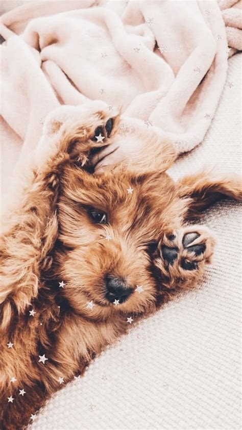 Labradoodle Puppy Wallpapers - Wallpaper Cave