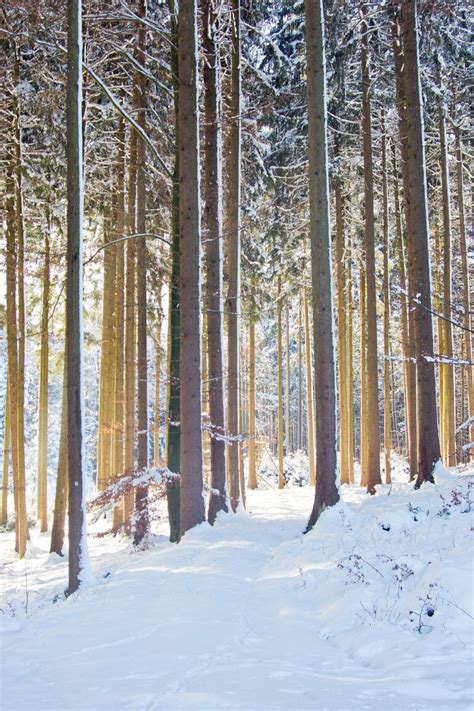 Free Tall Spruce Trees in snowy Forest Stock Photo - FreeImages.com