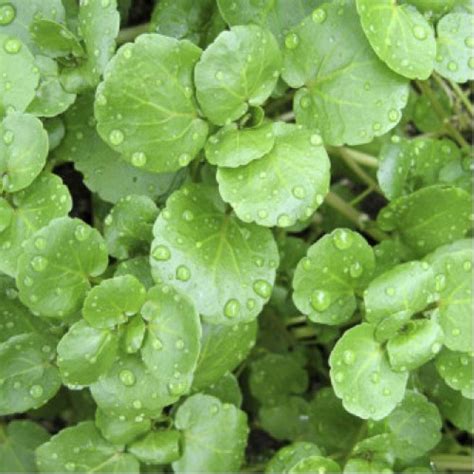 Buy Herb Watercress seeds online