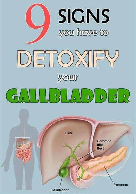 Function Of The Gallbladder Gallbladder Gallbladder S - vrogue.co