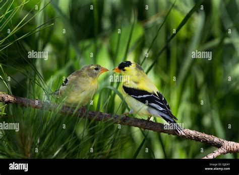 Male and female American goldfinches Stock Photo - Alamy