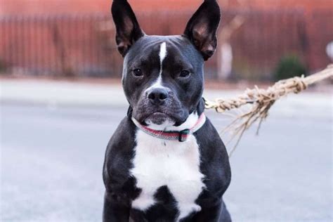 Raising A French Bulldog Pitbull Mix: A Guide Worth Reading