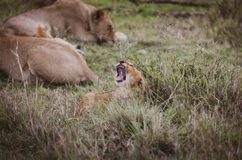 Lion Roar Photos, Download The BEST Free Lion Roar Stock Photos & HD Images