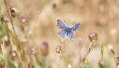 Extinction to Stewards: Learning from Xerces Blue | California Academy of Sciences