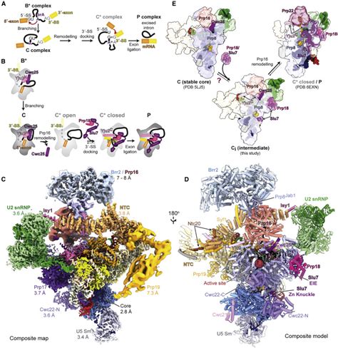 Structural basis for conformational equilibrium of the catalytic spliceosome: Molecular Cell