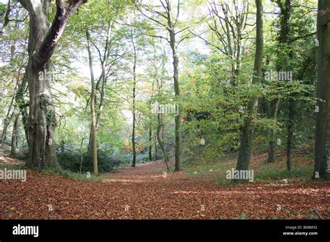 English woodlands forest hi-res stock photography and images - Alamy