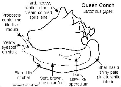 Queen Conch Printout - Enchanted Learning Software