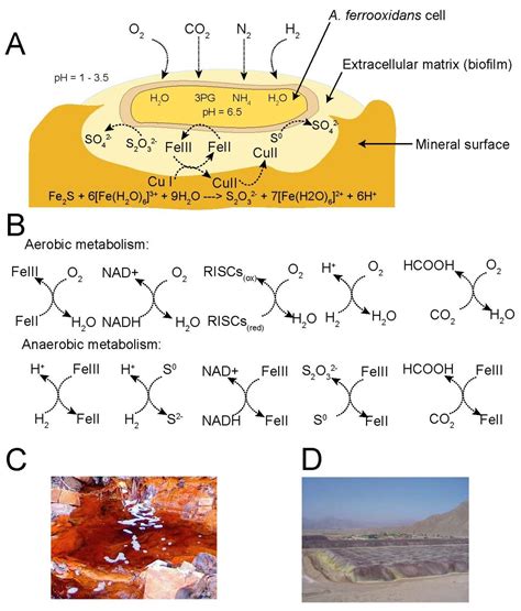 Acidithiobacillus ferrooxidans metabolism: from genome sequence to industrial applications | BMC ...