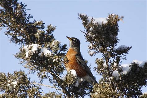 630+ American Robin Winter Stock Photos, Pictures & Royalty-Free Images - iStock