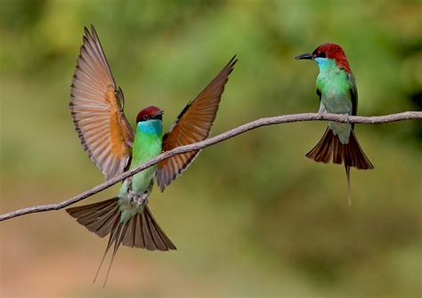 Blue-throated Bee-eater nesting in Penang