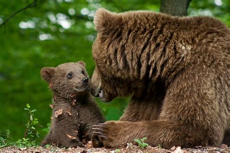 20 Mama Bear Quotes to Inspire You