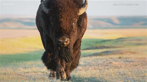 American buffalo to be reintroduced to the Seneca Nation on the ...