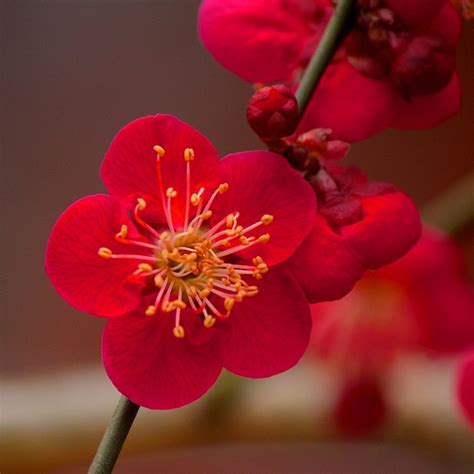 Kitano Tenman-gū (北野天満宮) 24 | Cherry flower, Flowers photography, Red flowers