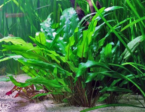 Cryptocoryne Wendtii - How to Grow and Care for Cryptocoryne Wendtii - Aquarium Tidings